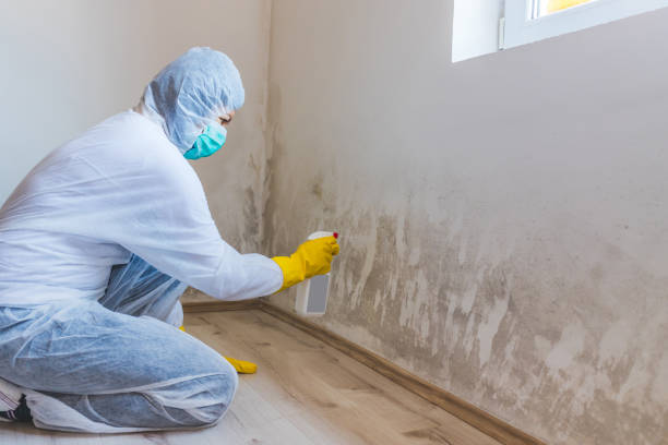 Licensed Mold Remediation service in Robbinsville, NJ - Cheap Mold Removal